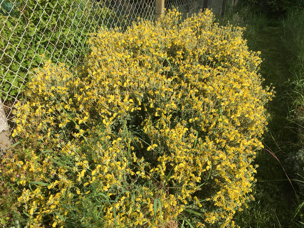 Phlomis lanata